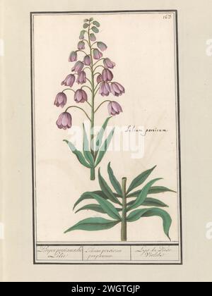 Lys persans (Fritillaria persica), Anselmus Boëtius de Boodt, 1596 - 1610 dessin de lys persans, avec des fleurs violettes. Numéroté en haut à droite : 163. Sur la droite, le nom latin. Partie du deuxième album avec des dessins de fleurs et de plantes. Neuvième des douze albums avec des dessins d'animaux, d'oiseaux et de plantes connus vers 1600, réalisé sur commande de l'empereur Rudolf Ier Avec explication en néerlandais, latin et français. Dessinateur : Praagdraughtsman : papier de Delft. aquarelle (peinture). peinture de pont. encre. Pinceau à craie / fleurs de stylo : lys persans Banque D'Images