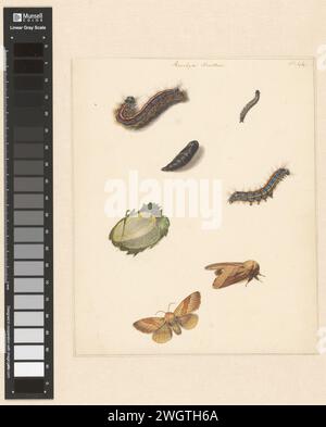 Feuille d'étude avec diverses chenilles, papillons de nuit, un œuf et un cocon de la Bombya Neustria, Albertus Steenbergen, 1824 - 1900 papier à dessin. crayon. aquarelle (peinture) pinceau insectes : chenille. insectes : cocon. insectes : mites Banque D'Images