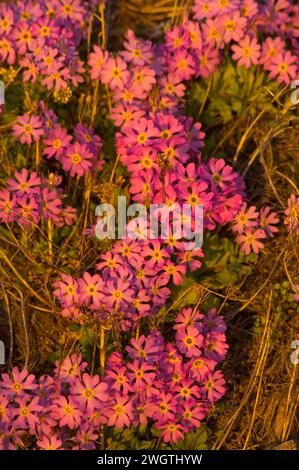 Alaska Dwarf-Primrose, Douglasia ochotensis, primevre pourpre floraison dans la toundra arctique Arctic National Wildlife refuge ANWR Alaska Banque D'Images