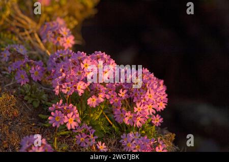 Alaska Dwarf-Primrose, Douglasia ochotensis, primevre pourpre floraison dans la toundra arctique Arctic National Wildlife refuge ANWR Alaska Banque D'Images