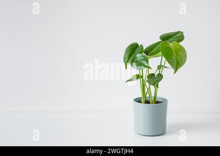 Jeune plante de Monstera deliciosa ou Swiss Cheese Plant sur une table blanche, jardinage à la maison et connexion avec la nature, espace de copie Banque D'Images