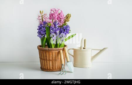 Jacinthe fleurie dans un pot de fleurs, un arrosoir et des outils de jardin sur la table blanche - jardinage maison comme passe-temps et connexion avec le concept de la nature Banque D'Images
