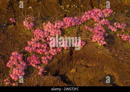 Alaska Dwarf-Primrose, Douglasia ochotensis, primevre pourpre floraison dans la toundra arctique Alaska Arctic National Wildlife refuge ANWR Banque D'Images