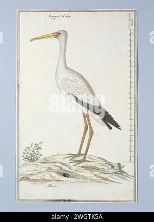 Mycteria ibis (cigogne à bec jaune ou cigogne de bois), v. 1778 dessin étude d'oiseaux : Nimmerzat (Mycteria ibis) ; avec échelle à Rijnlandse Maat. papier. encre. crayon. craie. aquarelle (peinture) stylo / pinceau Banque D'Images