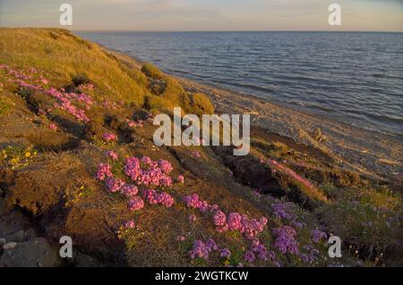 Alaska Dwarf-Primrose, Douglasia ochotensis, primevre pourpre floraison dans la toundra arctique Arctic National Wildlife refuge ANWR Alaska Banque D'Images