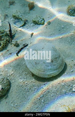 Coquillage sur le fond de l'océan Banque D'Images