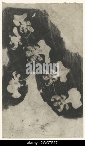 Tak Orchideeën, Carel Adolph Lion cachet, 1874 - 1945 papier à dessin. fleurs : orchidée Banque D'Images