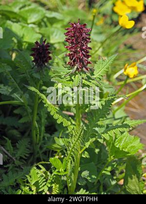 Spike de fleurs rouge foncé de Pedicularis recutita, Beakless Red Lousewort, poussant dans une prairie humide dans les Alpes italiennes, Italie, Europe Banque D'Images