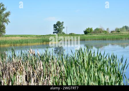 Sur la rive du lac, les roseaux verts se balancent au vent. Banque D'Images