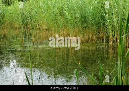 Sur la rive du lac, les roseaux verts balancent dans le vent, et il y a des algues dans l'eau. Banque D'Images