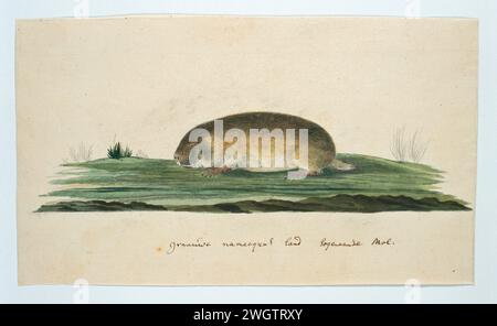 Bathyergus Janetta (Namaqua Dune mole Rat), 1777 - 1786 papier à dessin. peinture de pont. encre. aquarelle (peinture). pinceau crayon / stylo Banque D'Images