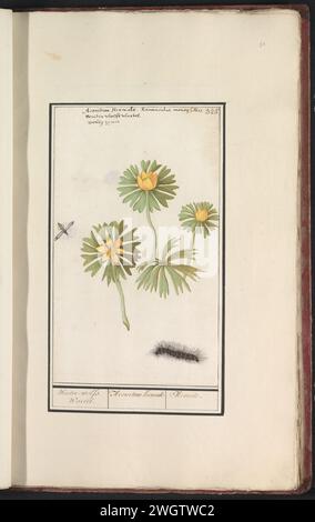 Winterakoniet (Eranthis hyemalis) Anselm Bootius de Boodt, 1596 - 1610 dessin aconite d'hiver. Avec une chenille et un insecte semblable à une guêpe. Numéroté en haut à droite : 325. En haut du nom en trois langues. Partie du quatrième album avec des dessins de fleurs et de champignons. Onzième de douze albums avec des dessins d'animaux, d'oiseaux et de plantes connus vers 1600, commandé par l'empereur Rudolf Ier Avec explication en néerlandais, latin et français. Dessinateur : Praagdraughtsman : papier de Delft. aquarelle (peinture). peinture de pont. craie. brosse à encre / fleurs de stylo : aconite d'hiver. insectes : chenille. insectes Banque D'Images