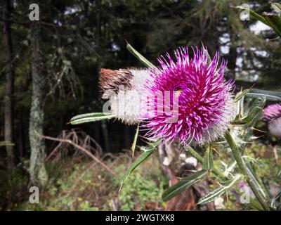 Chardon laineux rose (Cirsium eriophorum) plante dans la forêt Banque D'Images