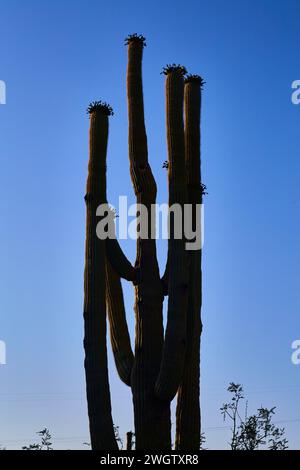 Saguaro Cactus Silhouette contre Blue Sky, résilience du désert Banque D'Images