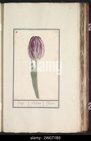 Tulp (feu), anonyme, 1790 - 1814 dessin Tulipe violet-blanc. Numéroté en haut à droite : 40. En haut à gauche marqué d'un astérisque rouge. Partie du premier album avec des dessins de fleurs et de plantes. Huitième de douze albums avec des dessins d'animaux, d'oiseaux et de plantes connus vers 1600, réalisé pour le compte de l'empereur Rudolf Ier Avec explication en néerlandais, latin et français. Papier du sud des pays-Bas. aquarelle (peinture). peinture de pont. fleurs de pinceau de crayon : tulipe Banque D'Images