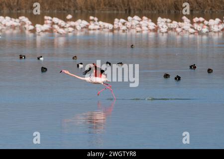 Flamingo (Phoenicopterus roseus) marchant sur l'eau bleue de la zone humide El Hondo d'Elche et Crevillente, Espagne Banque D'Images