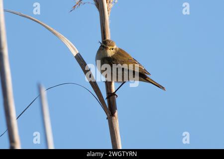 Chiffchaff commun (Phylloscopus collybita) regardant la caméra sur roseau en hiver et fond de ciel bleu dans le parc naturel El Hondo d'Elche et Crevillen Banque D'Images