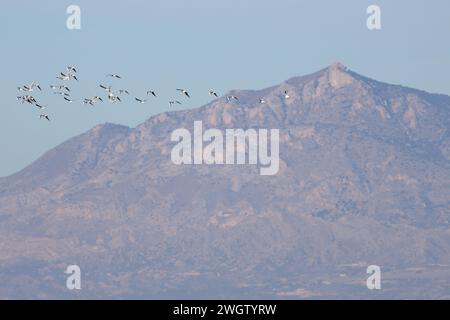 Troupeau de goélands à tête noire volant, Chroicocephalus ridibundus, et montagne Crevillente en arrière-plan, Espagne Banque D'Images