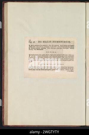 FIG. 56 'les méchants Arméniaques' dans The Boodts Herbarium Van 1640, Anselm Boëtius de Boodt, 1640 feuille de texte Beschrijving bij Fig. 56 op p. 110 dans : Anselm Boët de Boot I.C. Brugensis & Rodolphi 2. IMP. Roman. Médecins des chambres de fleurs, d'herbes et de fruits de sélecteur icônes, et la force des plus inconnus. Onderdeel van het album met Bladen en platen Shipped de Boodts Herbarium van 1640. Het twaalfde van twaalf albums met Aquarellen van dieren, vogels en planten bekend rond 1600, gemaakt in Opdracht van Keizer Rudolf 2. Papier usagé. impression typographique à encre Banque D'Images