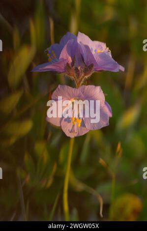 Jolie échelle de Jacob polemonium pulcherrimum fleurissant dans la toundra arctique Arctic National Wildlife refuge ANWR Alaska Banque D'Images