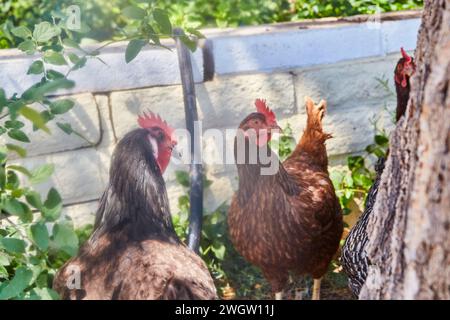 Poulets élevés en plein air dans la cour arrière ensoleillée avec mur blanc, vue au niveau des yeux Banque D'Images