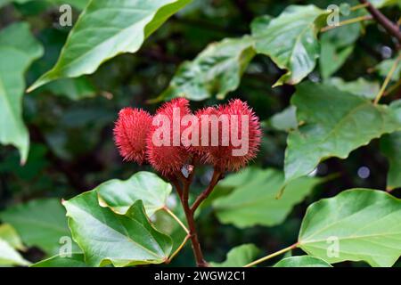 Fruits achiote (Bixa orellana) sur arbre, Ribeirao Preto, Sao Paulo, Brésil Banque D'Images