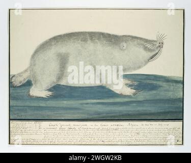 Bathyergus suillus (Cape dune mole-rat), 1778 papier à dessin. encre. aquarelle (peinture). crayon. pinceau à craie / pinceau / stylo Banque D'Images