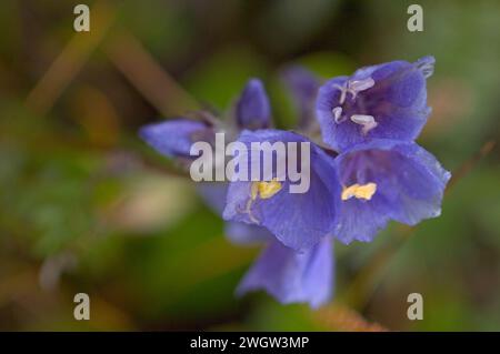 Jolie échelle de Jacob polemonium pulcherrimum fleurissant dans la toundra arctique Arctic National Wildlife refuge ANWR Alaska Banque D'Images