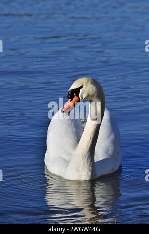 Cygne muet - Cygnus olor vertical près de Hainburg an der Donau, Autriche Banque D'Images