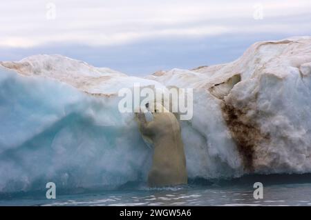 Ours polaire, Ursus maritimus, grimpant sur un iceberg flottant dans la mer de Beaufort, océan Arctique Banque D'Images