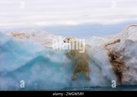 Ours polaire, Ursus maritimus, grimpant sur un iceberg flottant dans la mer de Beaufort Banque D'Images