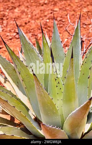 Gros plan de plante agave avec des gouttelettes d'eau et un fond de flou du désert Banque D'Images
