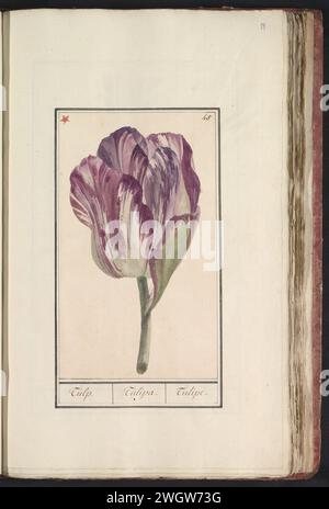 Tulp (feu), anonyme, 1790 - 1814 dessin Tulipe violet-blanc. Numéroté en haut à droite : 45. En haut à gauche marqué d'une étoile rouge. Partie du premier album avec des dessins de fleurs et de plantes. Huitième de douze albums avec des dessins d'animaux, d'oiseaux et de plantes connus vers 1600, réalisé pour le compte de l'empereur Rudolf Ier Avec explication en néerlandais, latin et français. Papier du sud des pays-Bas. aquarelle (peinture). peinture de pont. fleurs de pinceau de crayon : tulipe Banque D'Images