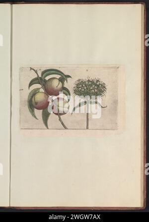 Pêche (Prunus persica) et amour brûlant (Silene Chalcedonica), Anonyme, d'après Crispijn van de passe (I), 1640 imprimé pêche et amour brûlant. Fig. 10 et 11 sur une feuille numérotée à la main 6. Dans : Anselmi Boëtii de Boot i.c. Brugsis & Rodolphi II. IMP. Nouveau. Medici a Cubiculis Florum, Herbarum, AC Fructuum Selectiorum icones, & vires Pleraque Hacttenus Ignotæ. Une partie de l'album avec des magazines et des planches du Boodts Herbarium de 1640. Le douzième des douze albums avec des aquarelles d'animaux, d'oiseaux et de plantes connus vers 1600, commandé par l'empereur Rudolf Ier Imprimeur : pays-Bas du Sud Banque D'Images