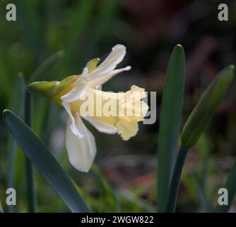 Narcissus 'W.P. Milner Banque D'Images