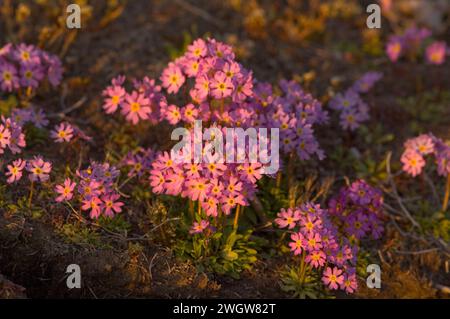 Alaska Dwarf-Primrose, Douglasia ochotensis, primevre pourpre floraison dans la toundra arctique Alaska Arctic National Wildlife refuge ANWR Banque D'Images