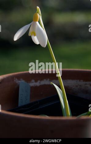 Galanthus 'pindlestone' Surprise Banque D'Images