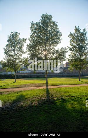 La lumière du soleil filtre à travers les arbres, éclairant un champ herbeux Banque D'Images