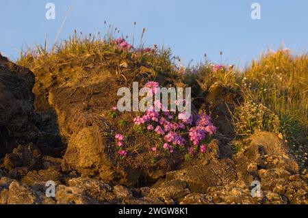 Alaska Dwarf-Primrose, Douglasia ochotensis, primevre pourpre floraison dans la toundra arctique Alaska Arctic National Wildlife refuge ANWR Banque D'Images