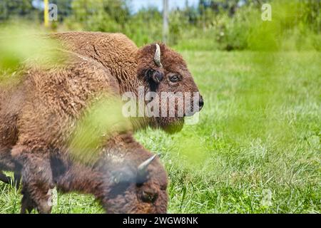 Profil de bison serein Pasture - détail de la rosée du matin Banque D'Images