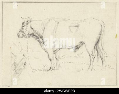 Taureau debout, à gauche, Pieter Gerardus van OS, 1786 - 1839 papier à dessin. vache à craie Banque D'Images