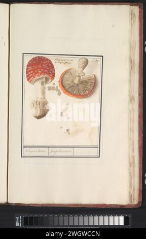 Agarique à la mouche (Amanita muscaria), Anselmus Boëtius de Boodt, 1596 - 1610 dessin à la mouche agmar. Numéroté en haut à droite : 370. En haut du nom latin et néerlandais. Partie du quatrième album avec des dessins de fleurs et de champignons. Onzième de douze albums avec des dessins d'animaux, d'oiseaux et de plantes connus vers 1600, commandé par l'empereur Rudolf Ier Avec explication en néerlandais, latin et français. Journal de Prague. aquarelle (peinture). peinture de pont. champignons de pinceau à la craie Banque D'Images