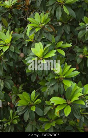 Sapodilla douce fraîche avec des feuilles sur l'arbre. Bangladesh. Banque D'Images