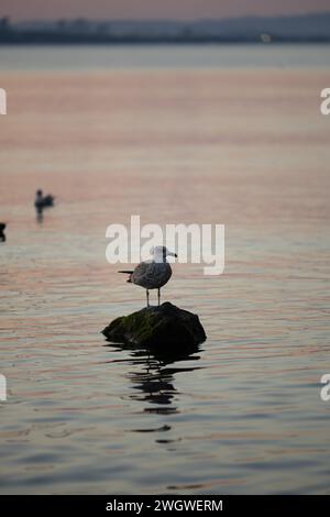 Goéland à pattes jaunes mâle (Larus michahellis) perché sur un rocher. Une mouette dans l'après-midi mer debout sur un rocher. Banque D'Images