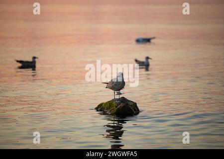 Goéland à pattes jaunes mâle (Larus michahellis) perché sur un rocher. Une mouette dans l'après-midi mer debout sur un rocher. Banque D'Images