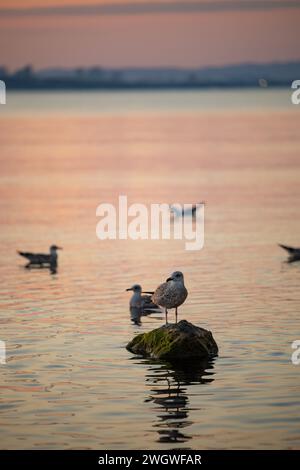 Goéland à pattes jaunes mâle (Larus michahellis) perché sur un rocher. Une mouette dans l'après-midi mer debout sur un rocher. Banque D'Images