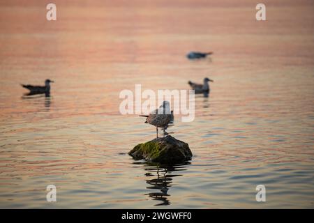 Goéland à pattes jaunes mâle (Larus michahellis) perché sur un rocher. Une mouette dans l'après-midi mer debout sur un rocher. Banque D'Images