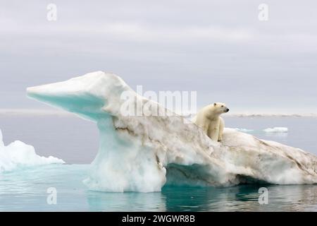 Ours polaire, Ursus maritimus, assis sur un iceberg flottant dans la mer de Beaufort, océan Arctique Banque D'Images