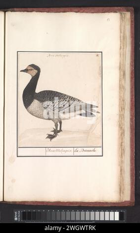 Brandgans (Branta Leucopsis), Anselm Bootius of Boodt, 1596 - 1610 dessin de l'oie de feu. Numéroté en haut à droite : 18. En haut du nom latin. Partie du troisième album avec des dessins d'oiseaux. Cinquième des douze albums avec des dessins d'animaux, d'oiseaux et de plantes connus vers 1600, commandé par l'empereur Rudolf Ier Avec explication en néerlandais, latin et français. Dessinateur : Praagdraughtsman : papier de Delft. aquarelle (peinture). peinture de pont. crayon. craie. brosse à encre / stylo oiseaux aquatiques : barnacle goose Banque D'Images