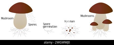 Cycle de croissance des champignons blancs isolé sur fond blanc. Illustration de Vecteur